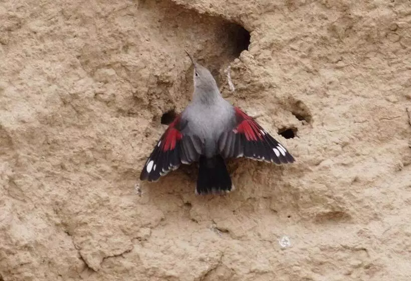 Отель De Montaña Uson