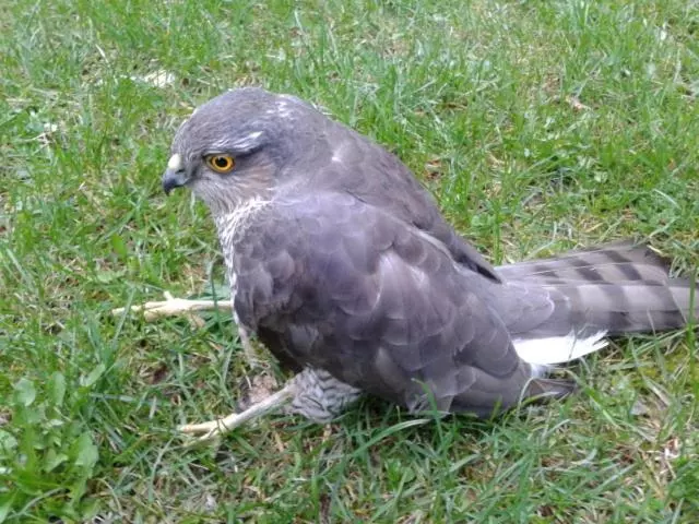 Отель De Montaña Uson