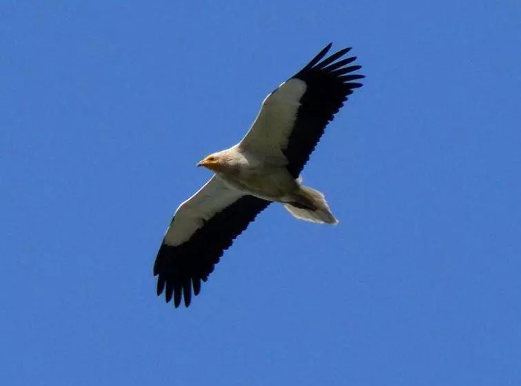 Отель De Montaña Uson