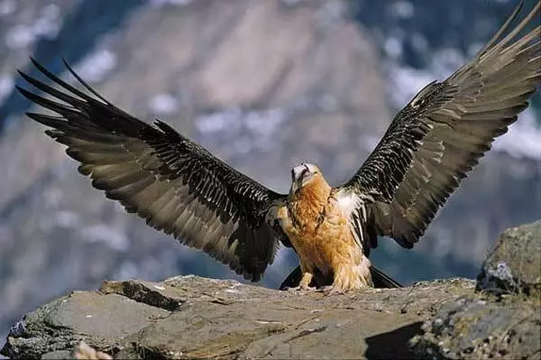 Отель De Montaña Uson