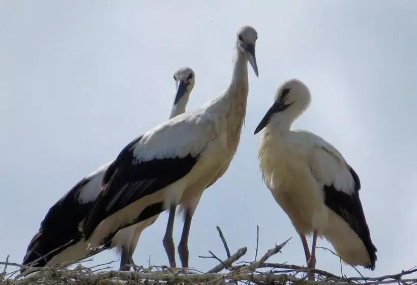Отель Rural Eloy
