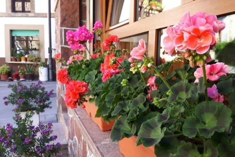 ホテル El Castañeu