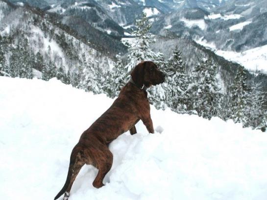 Alpenhotel Jagdhof Breitenthal