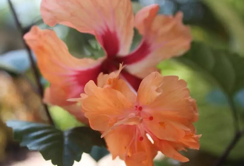 リゾートホテル Amaroo On Mandalay, Magnetic Island