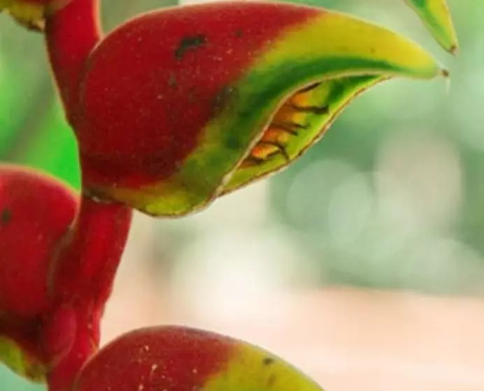 Raices Amambai Lodges