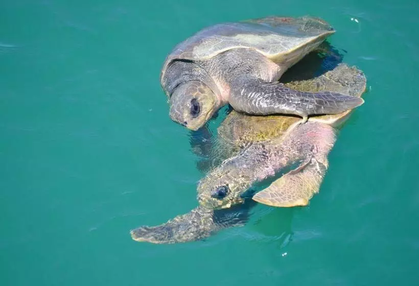 ホテル La Mariposa