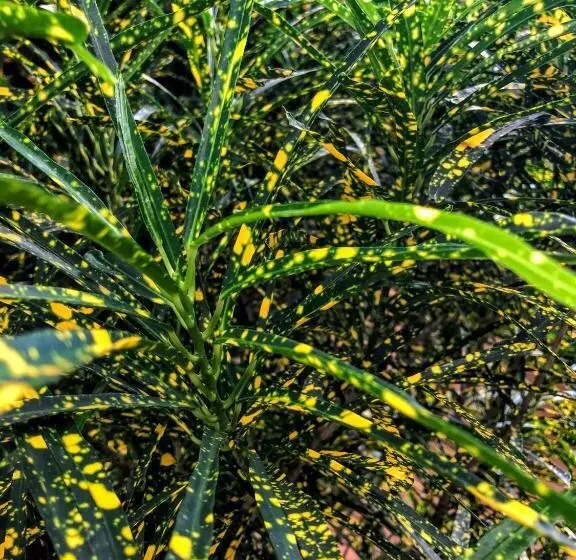 ホテル La Mariposa