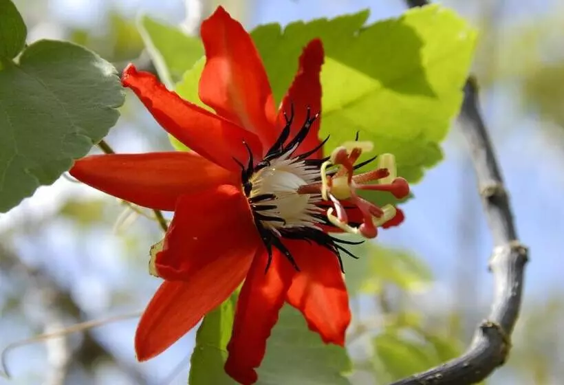 ホテル La Mariposa