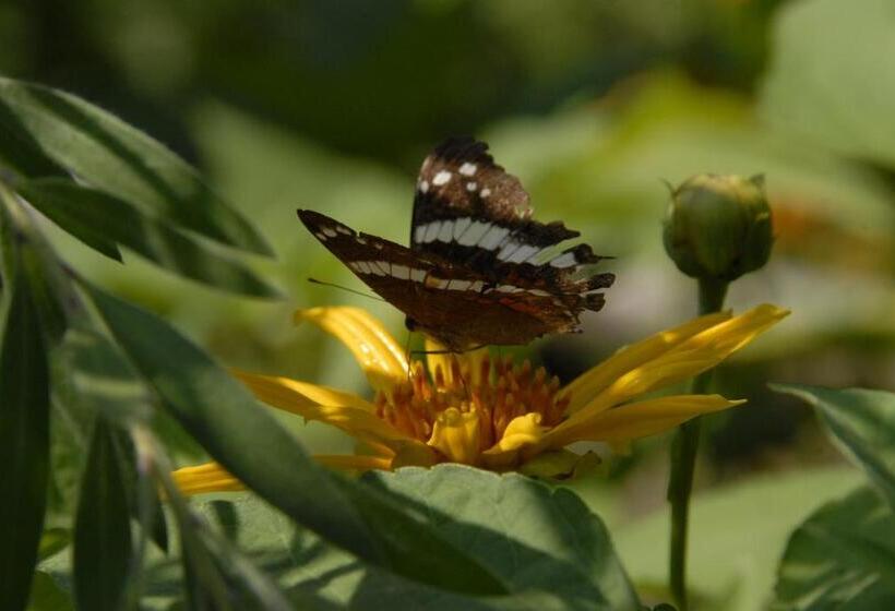 هتل La Mariposa