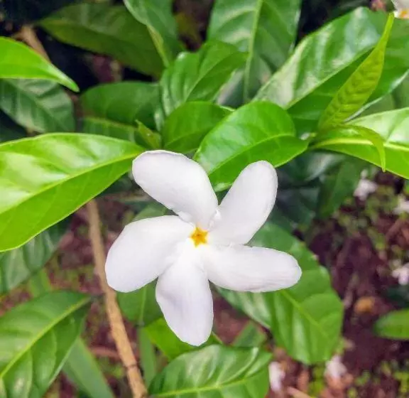 ホテル La Mariposa