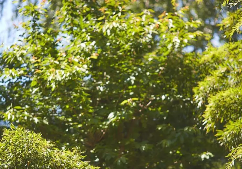 בית מלון כפרי Cazaudehore, Hôtel De Charme Au Vert