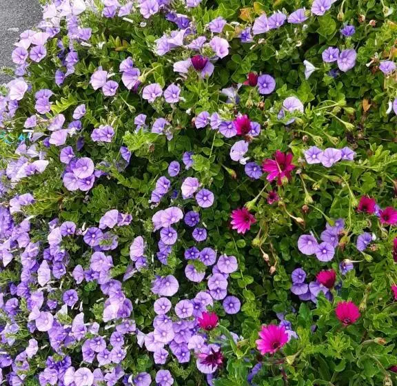 هتل Hôtel Ker Noyal Quiberon Plage