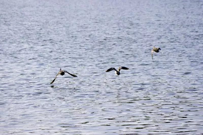 فندق Ibis Tours Sud