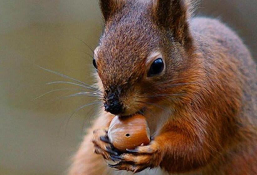 فندق Heathpark House