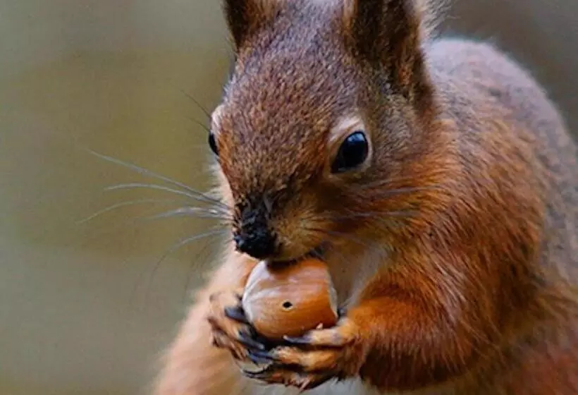 هتل Heathpark House