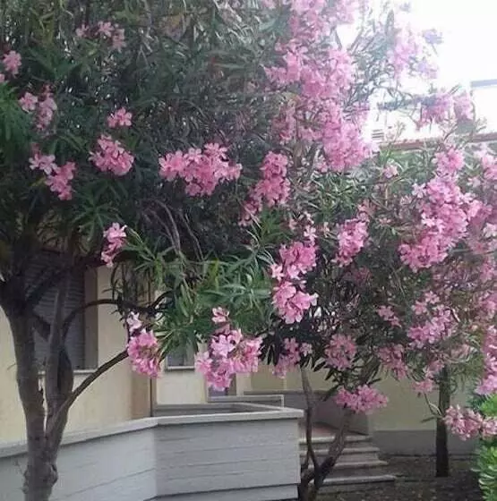 בית מלון כפרי Park