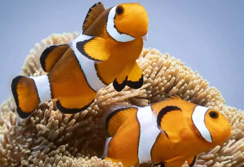 Отель Miyako City Osaka Tennoji