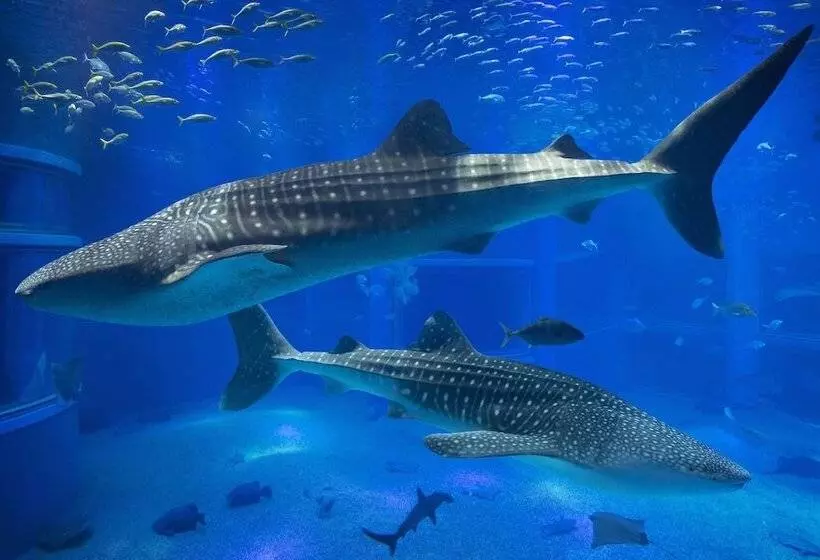 Отель Miyako City Osaka Tennoji