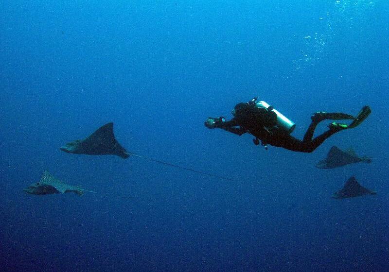 فندق Playa Azul Cozumel
