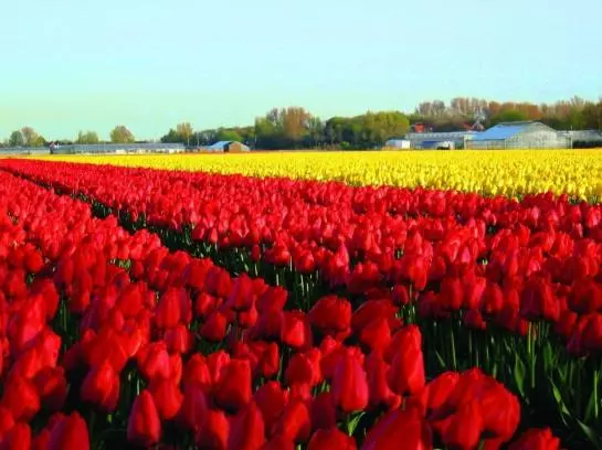 Hotell De Witte Raaf