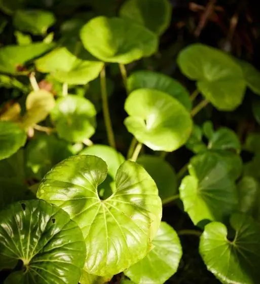 Motel Emerald Inn On Takapuna Beach