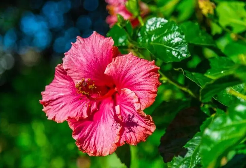 Motel Emerald Inn On Takapuna Beach