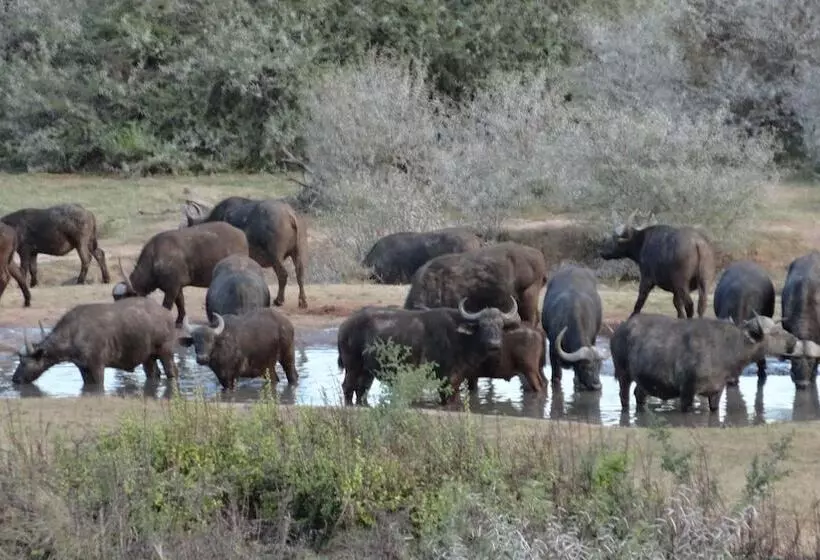 فندق Cape St Francis Resort