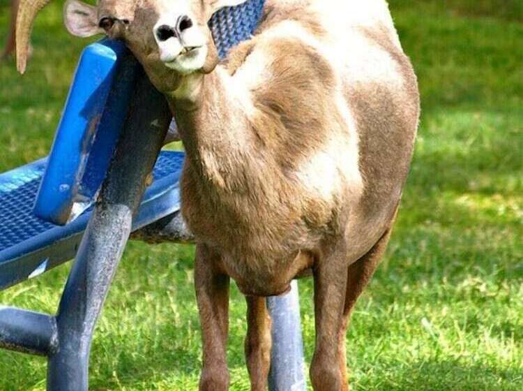 منتجع Lake Mead Inn