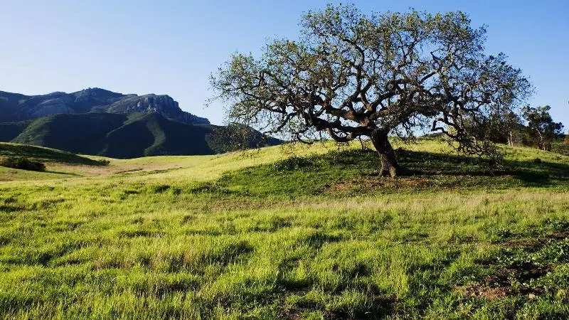 Отель Palm Garden