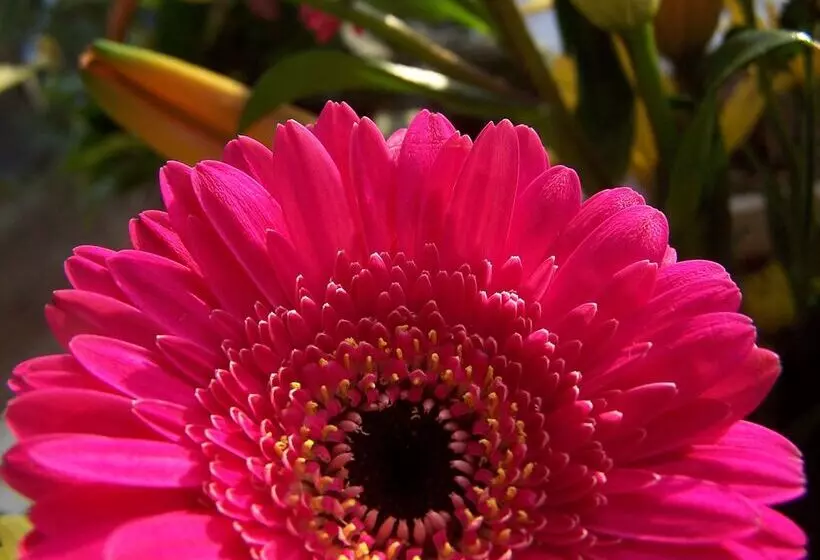 Szálloda Doubletree By Hilton Chicago   Alsip