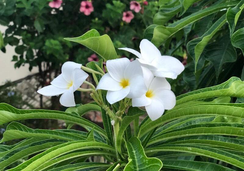 Club Comanche Hotel, St. Croix