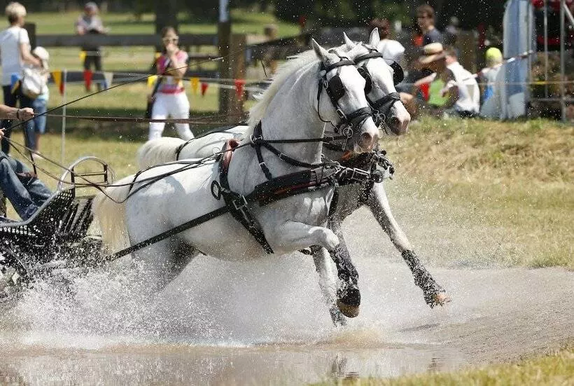 ホテル Maestoso   Lipica