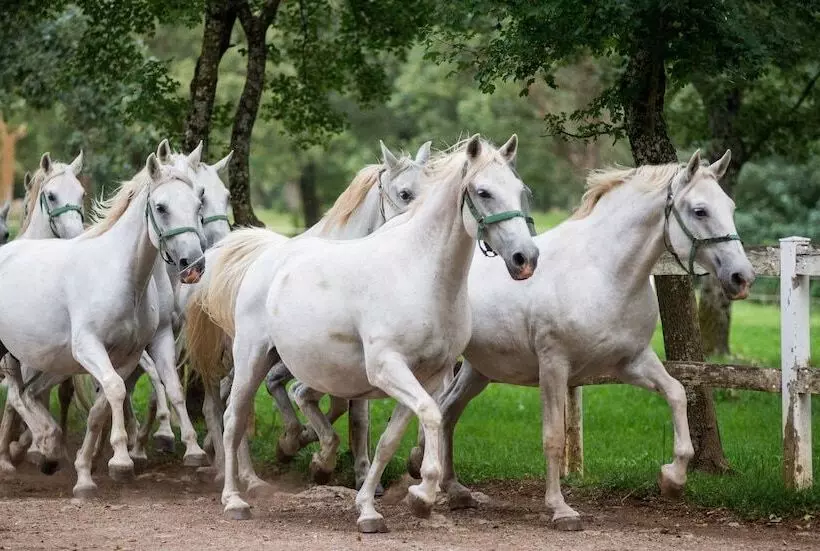 ホテル Maestoso   Lipica