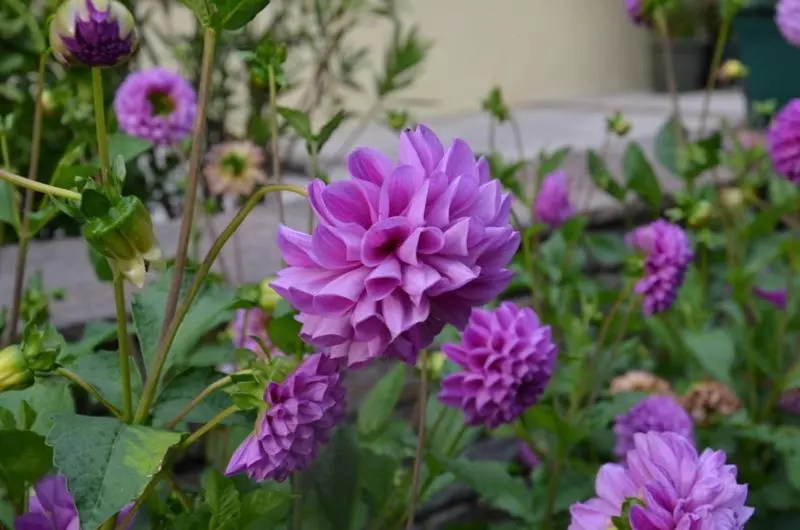 ホテル Pension Strolz