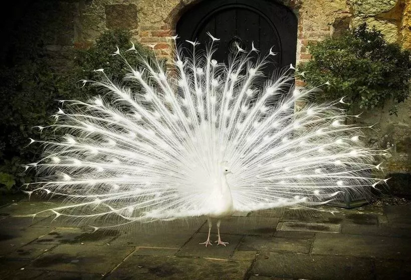 בית מלון כפרי Amberley Castle A Relais & Chateaux