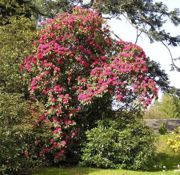 Hotel Pitlochry Dundarach