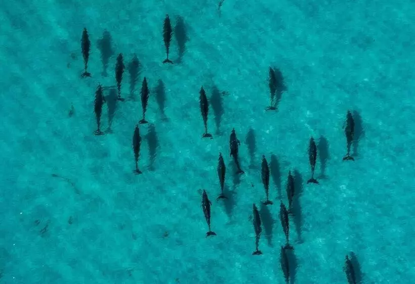 Diamond Island Resort & Bicheno Penguin Show