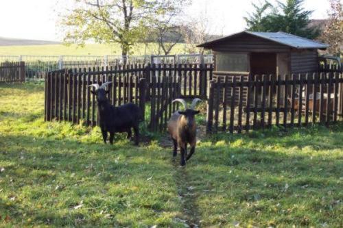 فندق Gasthof Zur Linde