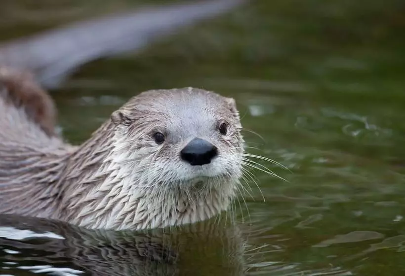 فندق The Catrina