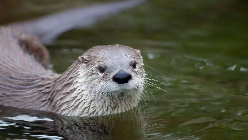 فندق The Catrina