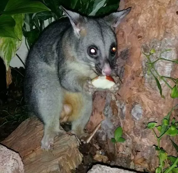 ホテル Reef Lodge Backpackers