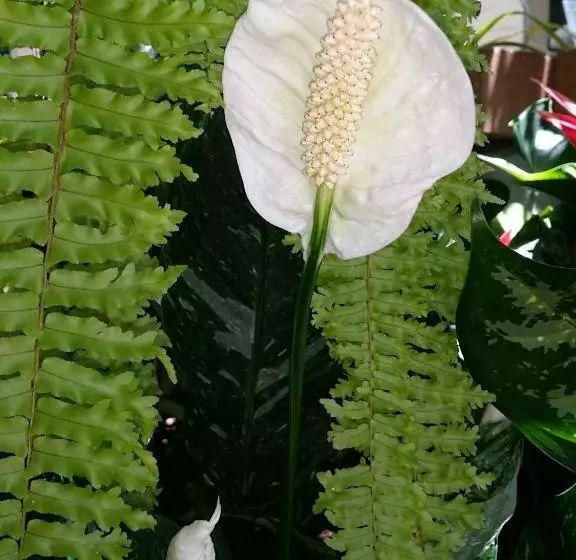 ホテル Reef Lodge Backpackers