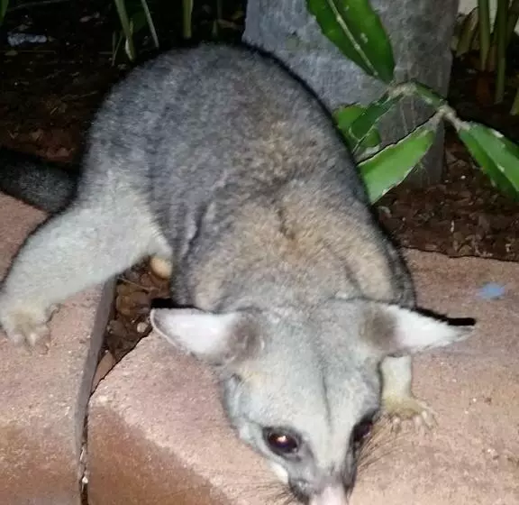 ホテル Reef Lodge Backpackers