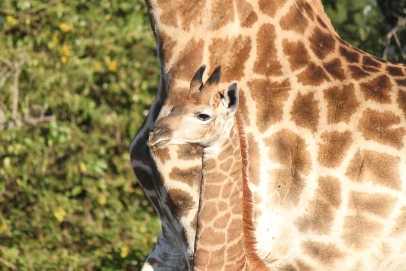 فندق Gooderson Bushlands Game Lodge