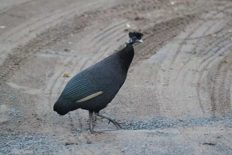 فندق Gooderson Bushlands Game Lodge