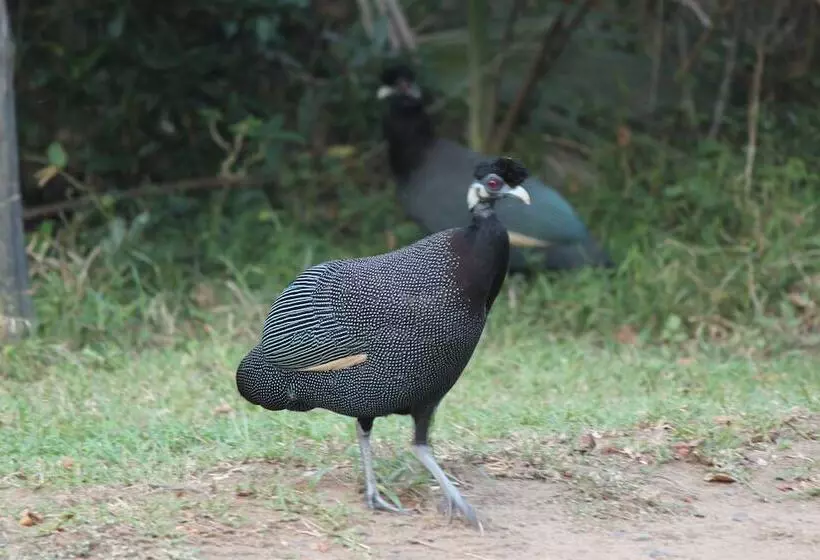فندق Gooderson Bushlands Game Lodge