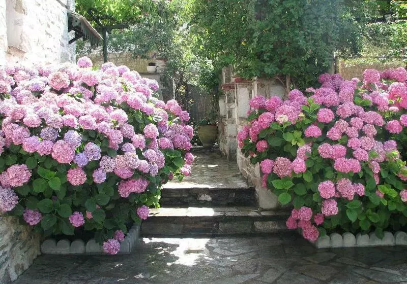 Hotel Glorious Peleys