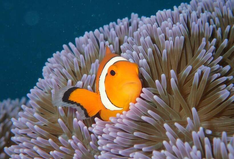 Отель Canaan Coffee &