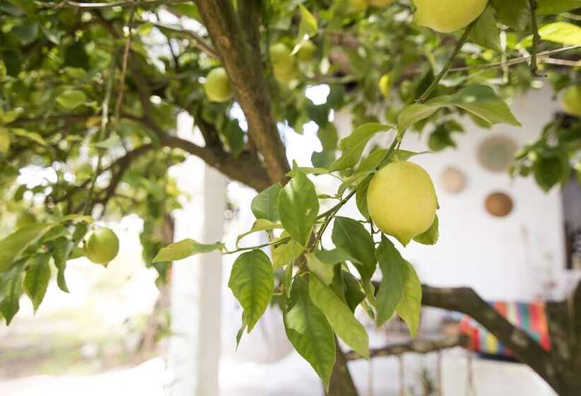 Пансион Avó Rosa Guesthouse