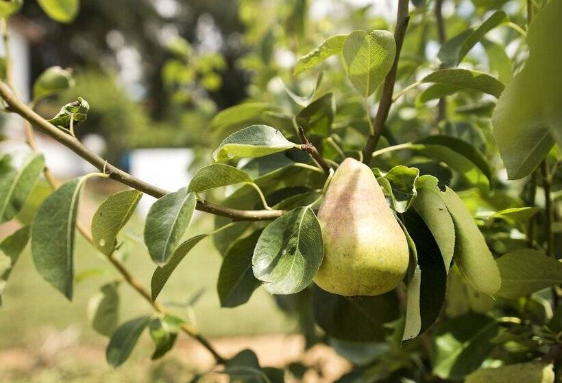 Пансион Avó Rosa Guesthouse